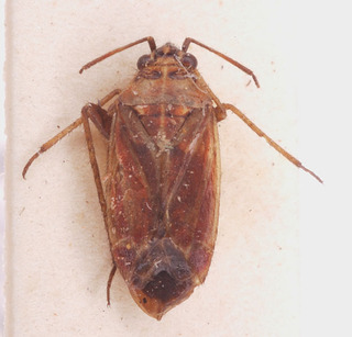 Pachyxyphus cisti, AMNH PBI00153871