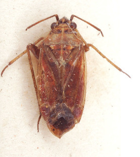 Pachyxyphus cisti, AMNH PBI00153871