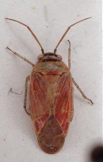 Pachyxyphus cisti, AMNH PBI00153872