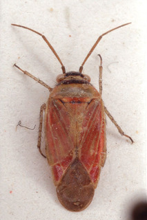 Pachyxyphus cisti, AMNH PBI00153872