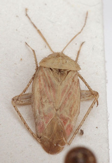 Pachyxyphus halimii, AMNH PBI00153863