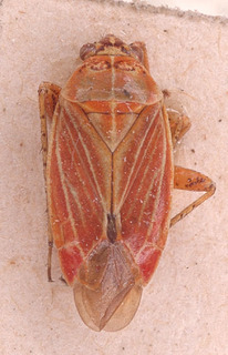Pachyxyphus lineellus, AMNH PBI00153789