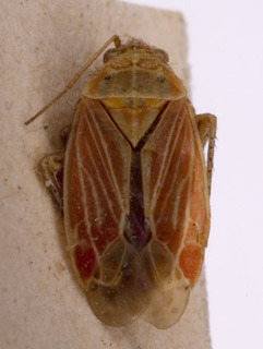 Pachyxyphus lineellus, AMNH PBI00153857