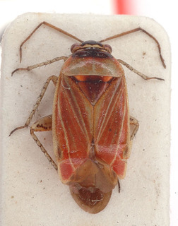 Pachyxyphus yelamosi, AMNH PBI00153801