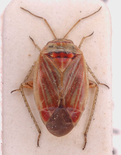 Pachyxyphus yelamosi, AMNH PBI00153873