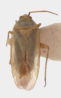 Placochilus seladonicus, AMNH PBI00152568