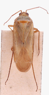 Placochilus seladonicus, AMNH PBI00152698