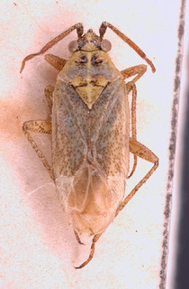Pronototropis punctipennis, AMNH PBI00153754