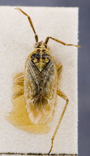 Pronototropis punctipennis, AMNH PBI00153755
