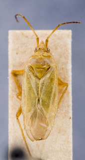 Pronototropis punctipennis, AMNH PBI00153845