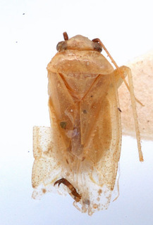Psallopsis basalis, AMNH PBI00150344