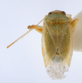 Psallopsis bisulcis, AMNH PBI00150339