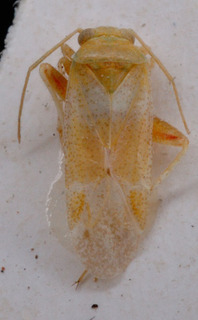 Psallopsis caspia, AMNH PBI00150640