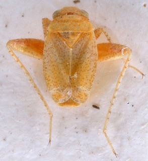 Psallopsis caspia, AMNH PBI00150642