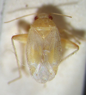 Psallopsis caspia, AMNH PBI00150722