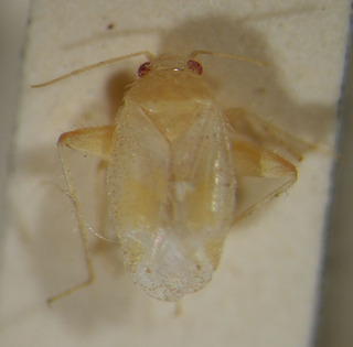 Psallopsis caspia, AMNH PBI00150722