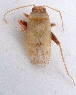Psallopsis femoralis, AMNH PBI00151511
