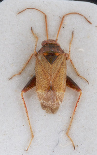 Psallopsis femoralis, AMNH PBI00151512