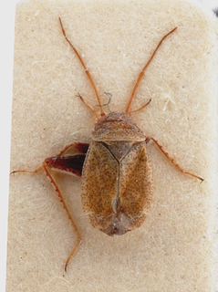Psallopsis femoralis, AMNH PBI00151513