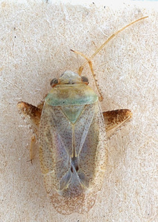 Psallopsis halostachydis, AMNH PBI00151295