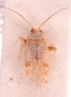 Psallopsis haloxyli, AMNH PBI00150378