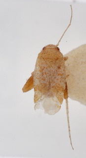 Psallopsis haloxyli, AMNH PBI00150431