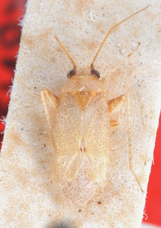 Psallopsis kalidiicola, AMNH PBI00151341