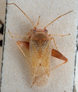 Psallopsis kirgisicus, AMNH PBI00150528