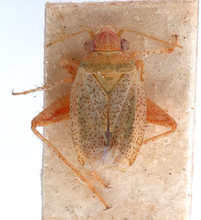 Psallopsis kirgisicus, AMNH PBI00150687