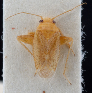 Psallopsis minimus, AMNH PBI00150996