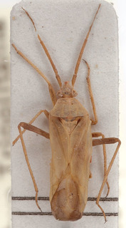 Roudairea eckerleini, AMNH PBI00153812