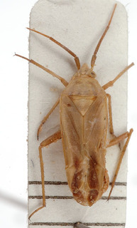 Roudairea eckerleini, AMNH PBI00153886