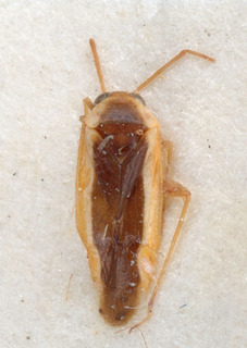 Somalocoris pulcher, AMNH PBI00152154