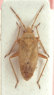 Thermocoris discolor, AMNH PBI00154120
