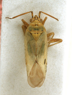 Thermocoris discolor, AMNH PBI00154160