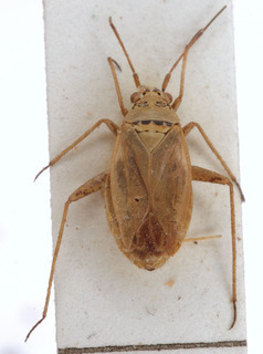 Thermocoris munieri, AMNH PBI00154115