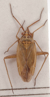 Thermocoris munieri, AMNH PBI00154158