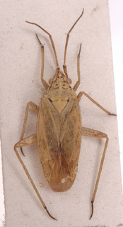 Thermocoris rivalis, AMNH PBI00154103