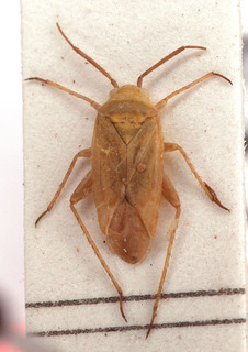 Tinicephalus croceus, AMNH PBI00154213