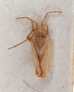 Tinicephalus dentifer, AMNH PBI00154062
