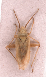 Tinicephalus indistinctus, AMNH PBI00154034
