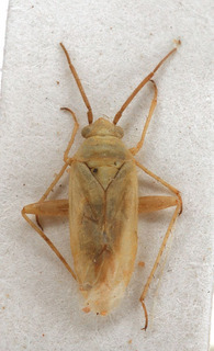 Tinicephalus indistinctus, AMNH PBI00154034