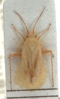 Tinicephalus indistinctus, AMNH PBI00154036
