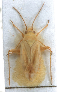 Tinicephalus indistinctus, AMNH PBI00154036