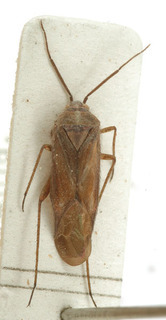 Tinicephalus rubiginosus, AMNH PBI00154004
