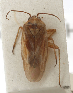 Tinicephalus rubiginosus, AMNH PBI00154005