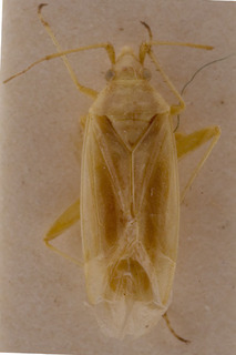 Amblytylus albidus, AMNH PBI00157003