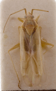 Amblytylus albidus, AMNH PBI00157119
