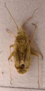 Amblytylus brevicollis, AMNH PBI00157012