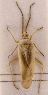 Amblytylus brevicollis, AMNH PBI00157126